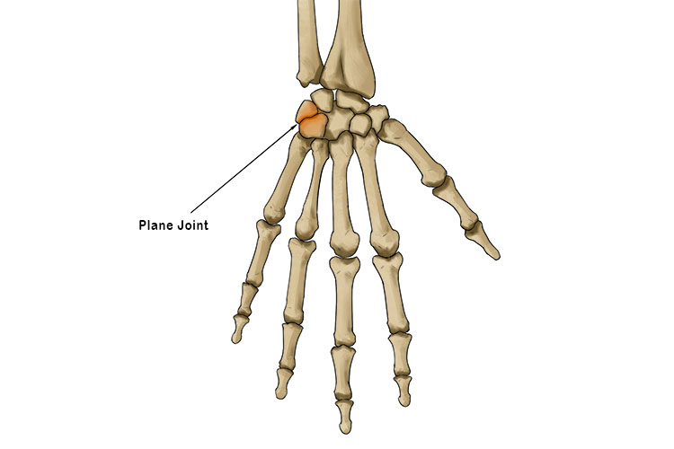 The plane joint can be found between the carpal (wrist) bones of the hand as below. The flat surface of these joints enables the bones to slide over each other